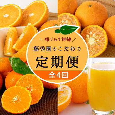 ZT6234n_ 【定期便 4回】こだわりの定期便 藤秀園 【ミカン 蜜