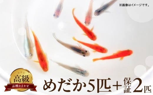 BA6012_高級めだか 5匹＋補償 2匹（品種はおまかせ）