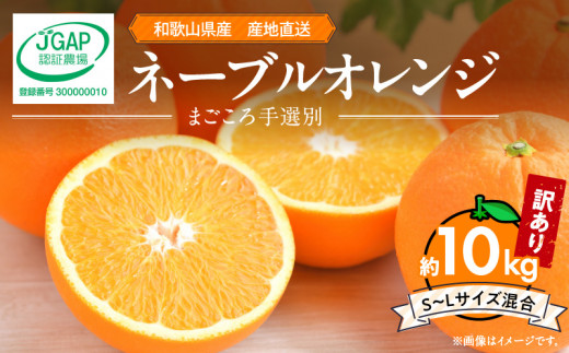 ZE6445_【2026年先行予約】和歌山県産 ネーブルオレンジ 【訳