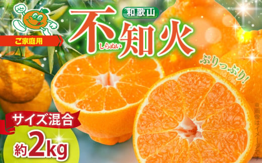 ZJ6071_【2026年先行予約】不知火(しらぬい) オレンジ みかん 2