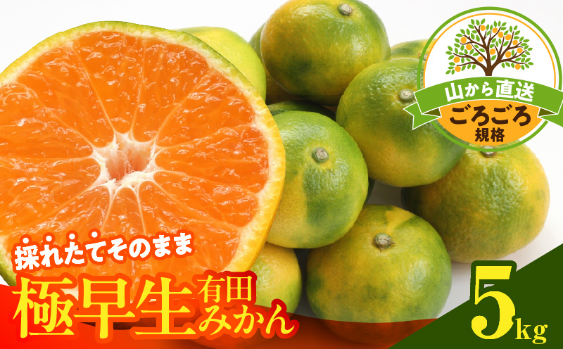 MK1080_【2026年先行予約】みかん 極早生 山から直送 箱込 5kg (