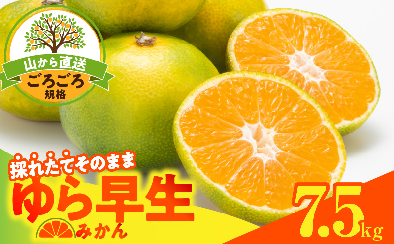 MK1063_【2026先行予約】ゆら早生 みかん 山から直送 箱込 7.5kg