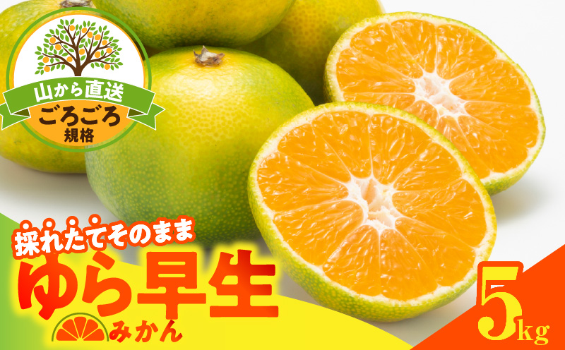 MK1064_【2026先行予約】ゆら早生 みかん 山から直送 箱込 5kg (