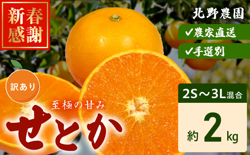 DZ6230_【2026年先行予約】ご家庭用 せとか 和歌山 有田 2S～3L