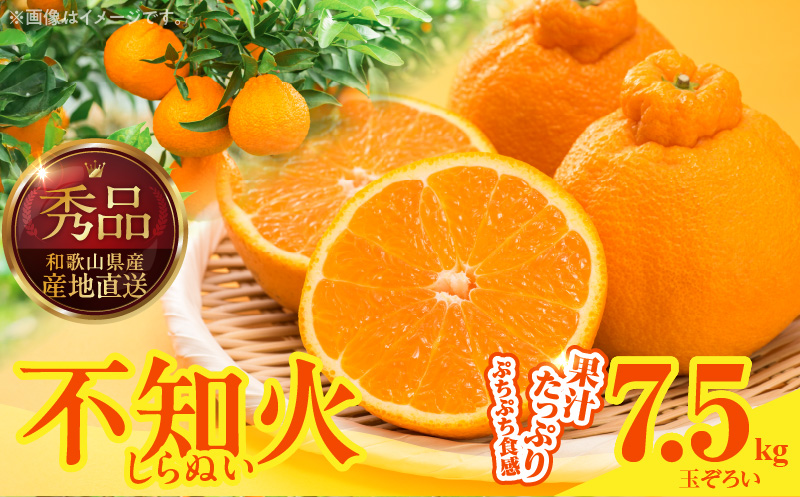 MK1009_不知火 (しらぬい) 秀品 玉ぞろい 箱込 7.5kg (内容量約6.