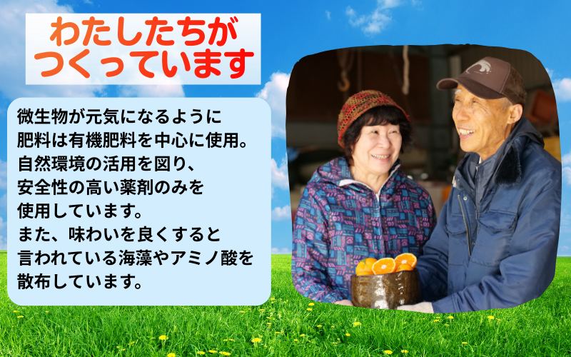 海藻施用有田みかん 手選果 5kg ※11月下旬～翌年1月中旬頃に順次発送予定 【aii004-r-5A】