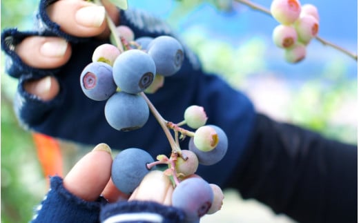 ブルーベリー 狩り 1000円×5枚 利用券 ※6月上旬～7月下旬 開催！ 食べ放題 時間無制限 で約10品種の食べ比べをお楽しみください♪ / ハイブッシュ ラビットアイ ファミリー カップル 女性 におすすめ♪【asa911-cp5】
