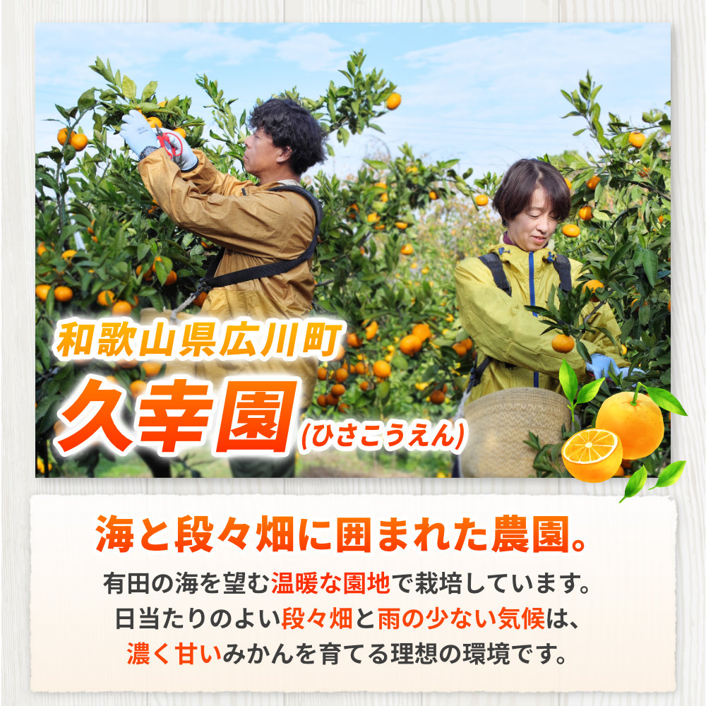 完熟 有田 みかん サイズ混合 2kg 久幸園 / 温州みかん 有田みかん 甘い 和歌山 柑橘 ※11月から1月下旬順次発送予定【hsk004-r-2】