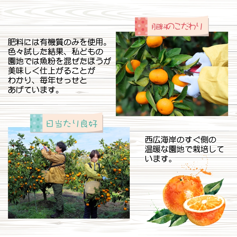 ちっちゃい 有田 みかん 5kg 久幸園 / 温州みかん 有田みかん 甘い 小玉 和歌山 柑橘 ※11月下旬〜〜12月下旬に順次発送 【hsk004-s-5A】