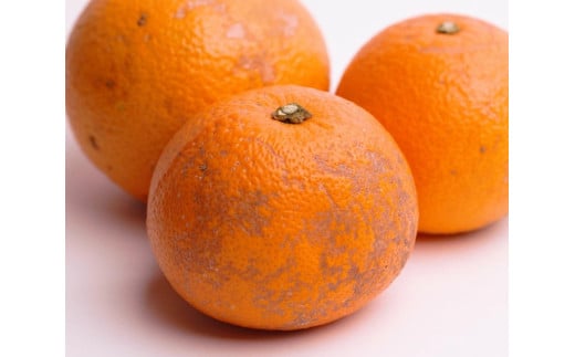 はっさく 2.5kg+250g（痛み補償分） 家庭用 光センサー / 八朔 訳あり 甘い 和歌山 有田 柑橘 ※1月上旬〜4月上旬頃に順次発送予定 ※北海道・沖縄・離島への配送不可 【ikd021-c-2d5】