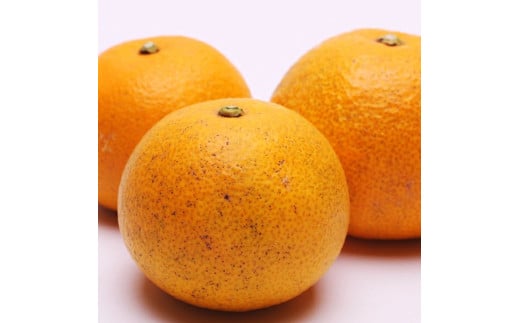 はっさく 1kg+250g（痛み補償分） 厳選 光センサー / 八朔 高級 甘い 和歌山 有田 柑橘 ※1月上旬〜4月上旬頃に順次発送予定 ※北海道・沖縄・離島への配送不可 【ikd021-p-1】