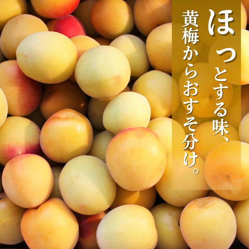 冷凍 梅 1kg 家庭用 / 南高梅 訳あり 黄梅 完熟梅 梅ジュース 梅酒 和歌山 ※7月上旬より翌年3月末まで順次発送 ※北海道・沖縄・離島への配送不可 【ikd510-c-1B】
