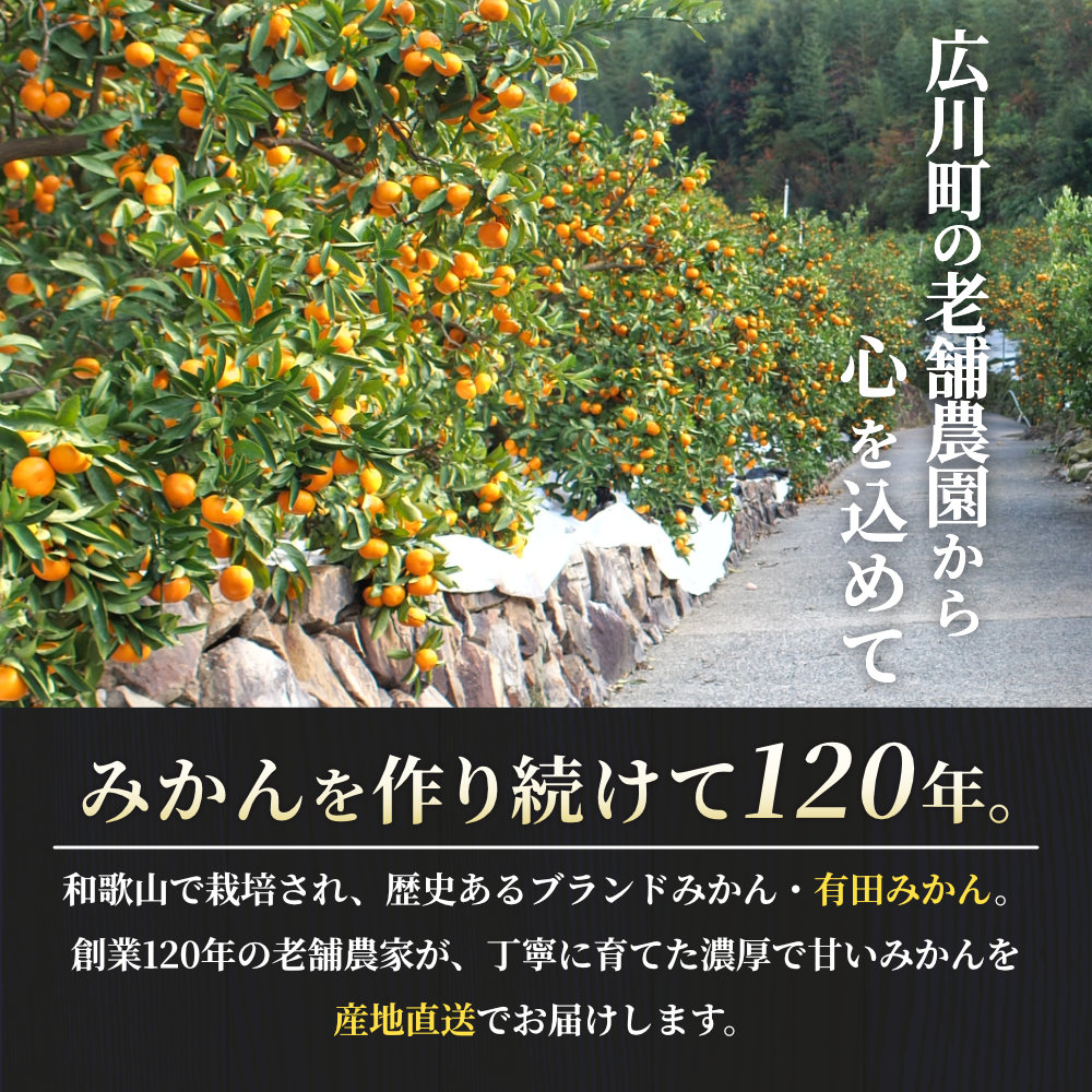 有田 みかん 特選 7.5kg【 創業120年 農家直送 】 / 温州みかん 有田みかん 甘い 高級 和歌山 柑橘 ※11月中旬～2月上旬に順次発送 【isy004-r-7d5C】