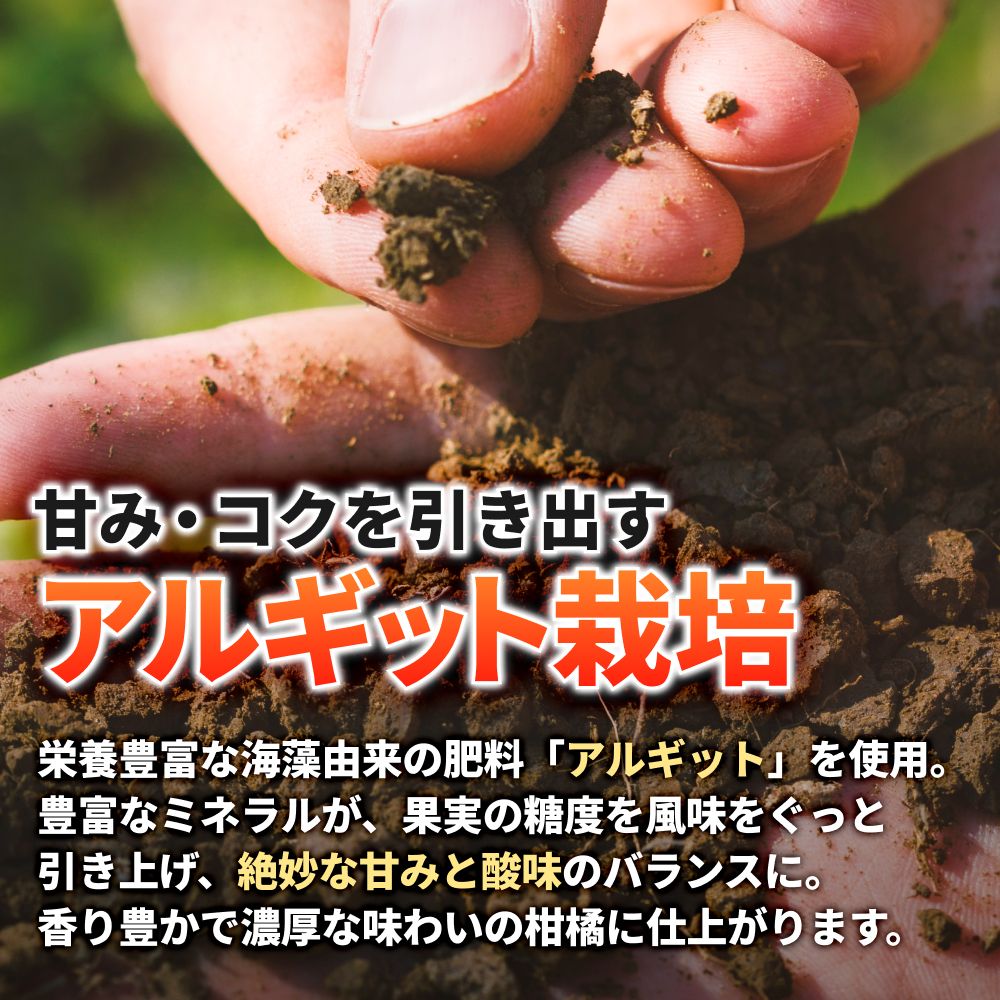 タカじいの 有田 みかん 3kg （良品 サイズおまかせ2S～2L） / 温州みかん 有田みかん 甘い 家庭用 和歌山 柑橘 ※1月順次発送【krs004-c-3-1A】
