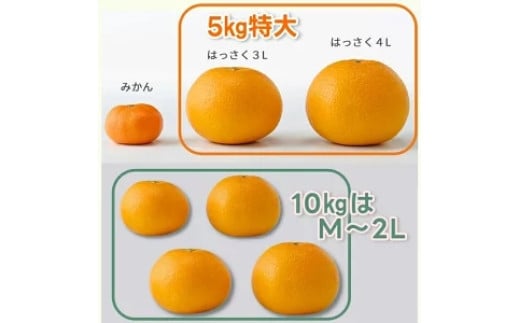 タカじいの 完熟 さつき はっさく家庭用 10kg (M～2Lサイズ) / 八朔 訳あり 和歌山 有田 柑橘 ※4月上旬〜4月下旬に順次発送【krs022-c-10】