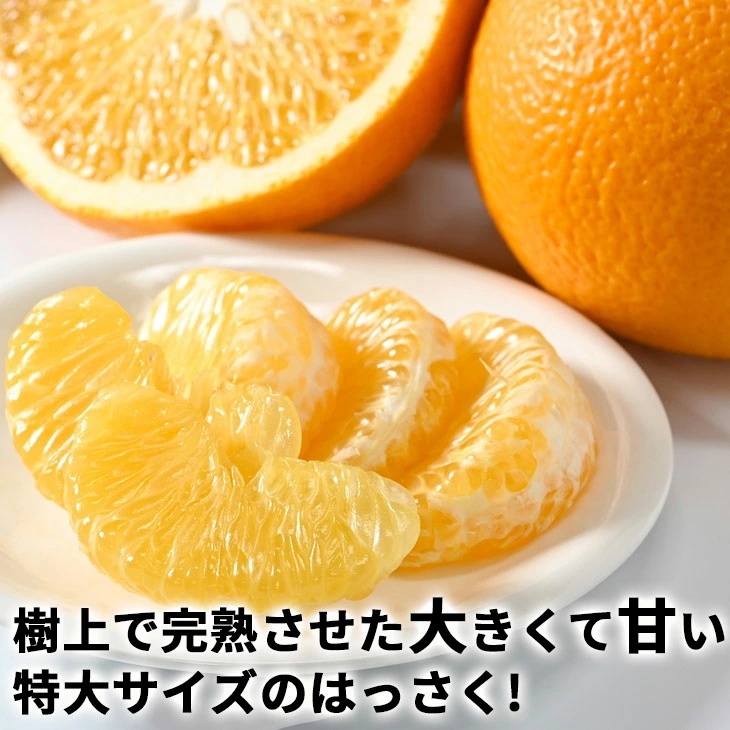 タカじいの 完熟 さつき はっさく 5kg/ 八朔 特大サイズ 和歌山 有田 柑橘 ※4月上旬〜4月下旬に順次発送 【krs022-l-5A】