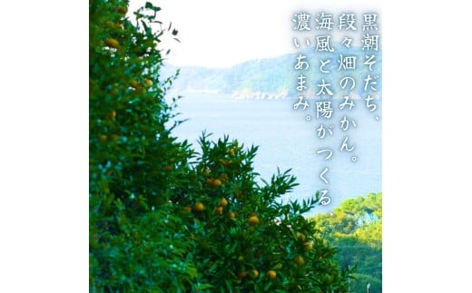  有田 みかん 小玉 5kg / 有田みかん 温州みかん 甘い 小玉 和歌山 柑橘 5kg ※※11月上旬～翌年1月に順次発送予定【krt004-s-5】