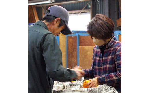 不知火 ( しらぬい ） 3kg 家庭用 (大好きしらぬい)　/ デコポン 甘い 和歌山 有田 柑橘 産地直送 農家直送 手選果 ※2月中旬～3月下旬に順次発送予定  【nkh010-c-3A】