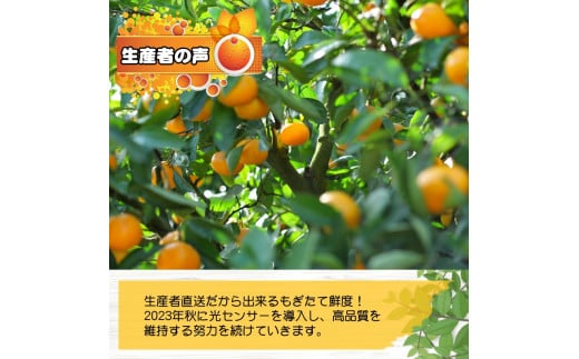 青切り みかん 10kg / 極早生 極早生みかん 温州みかん 甘い 家庭用 和歌山 柑橘 ※2026年9月下旬～10月順次発送 ※北海道・沖縄・離島への配送不可【nuk001-r-10B】