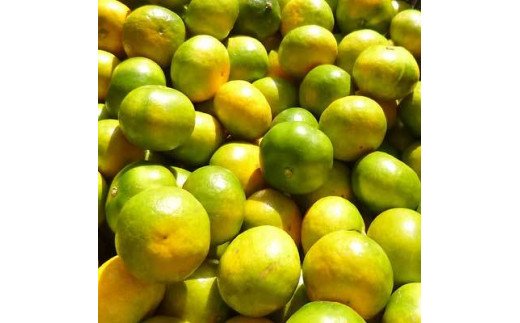 【先行予約】極早生 みかん 家庭用 2kg / 極早生みかん 温州みかん 甘い 家庭用 和歌山 柑橘 ※2026年10月上旬～11月上旬順次発送 ※北海道・沖縄・離島への配送不可 【nuk003-r-2A】