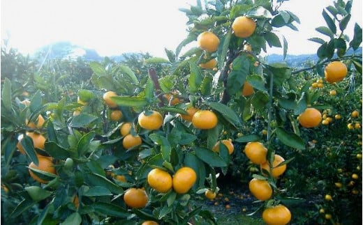 紀州 有田 みかん 訳あり キズ 10kg サイズ混合 家庭用 ※11月下旬～翌年1月中旬頃に順次発送予定 ※北海道・沖縄・離島配送不可 / 温州みかん 甘い 柑橘 果物 和歌山【sml004-c-10A】