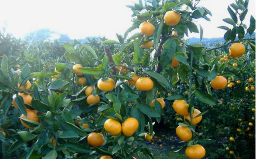 有田 みかん 5kg 秀品 / 温州みかん 有田みかん 甘い 和歌山 柑橘 ※11月下旬～1月中旬に順次発送 【sml004-r-5B】