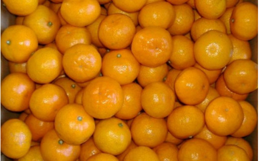 紀州 有田 みかん こつぶちゃん 5kg ※2026年11月下旬～2027年1月中旬頃に順次発送予定 【sml004-s-5C】