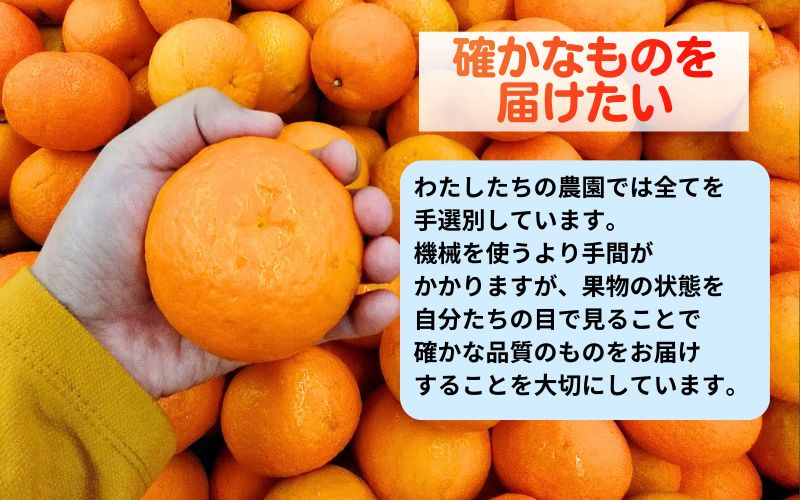 ▼海藻施用 有田みかん 手選果 10kg ※11月中旬～翌年1月中旬頃に順次発送予定 /mikan みかん 和歌山みかん ありだみかん 果物 くだもの フルーツ 柑橘 みかん 蜜柑 産地直送 数量限定 国産 【aii004-r-10A】