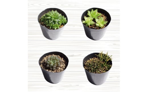 多肉植物特選ハオルチア・ガステリア・リプサリス3種 【gsa913-haru-2】