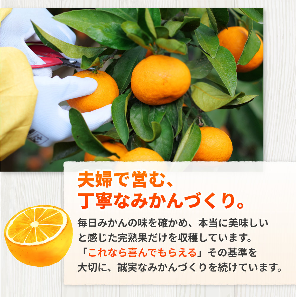 ちっちゃい 有田 みかん 5kg 久幸園 / 温州みかん 有田みかん 甘い 小玉 和歌山 柑橘 ※11月下旬から2月中旬に順次発送 【hsk004-s-5A】