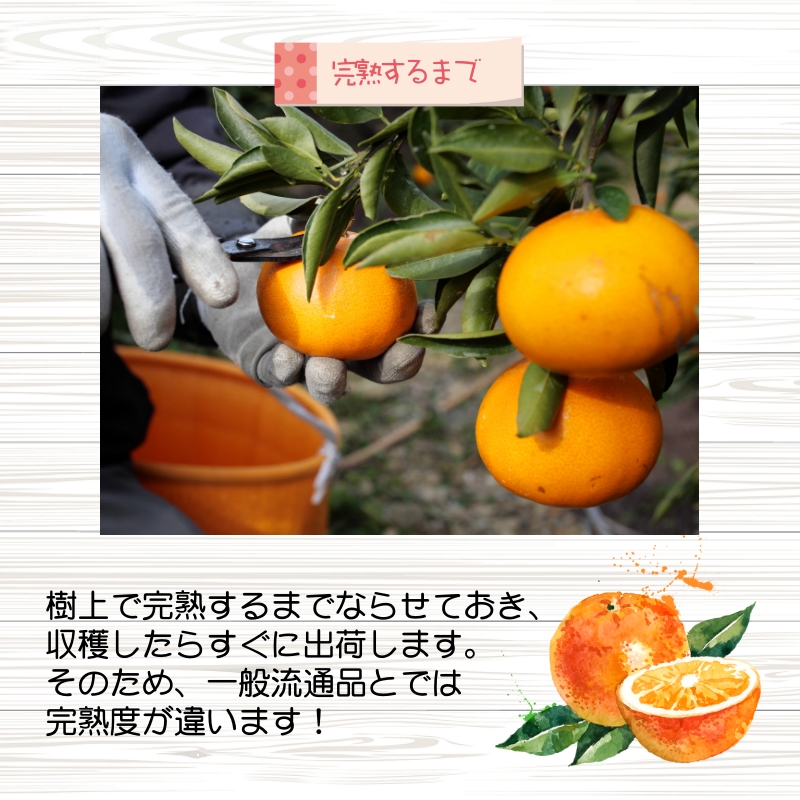 完熟 清見 オレンジ 7kg 久幸園 / 清見オレンジ 清見タンゴール きよみ 清美 甘い 高級 和歌山 柑橘 ※4月上旬～5月下旬に順次発送 【hsk011-r-7B】
