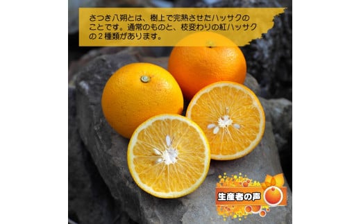 完熟 紅八朔 7kg 久幸園 / はっさく 甘い 和歌山 柑橘 ※3月中旬～4月中旬頃に順次発送予定 【hsk022-beni-7】