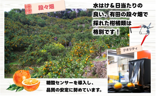 鹿蔵の 有田 みかん 訳あり 小玉 7.5kg 光センサー 選果 / 温州みかん 有田みかん 甘い 家庭用 和歌山 柑橘 ※2026年11月～順次発送予定 ※北海道・沖縄・離島への配送不可 【ikd004-cs-7d5-novB】