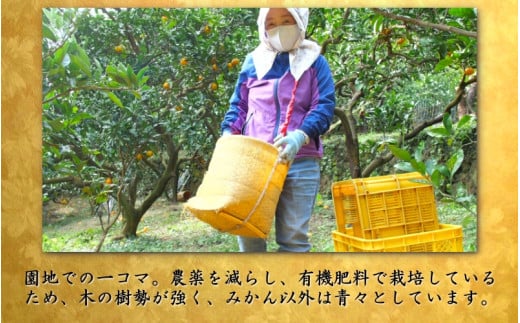 鹿蔵の 有田 みかん プレミアム 10kg+250g(傷み補償分) 光センサー 選果 / 温州みかん 有田みかん 甘い 高級 厳選 和歌山 柑橘 ※11月中旬〜1月下旬に順次発送 ※北海道・沖縄・離島への配送不可 【ikd004-prem-10B】