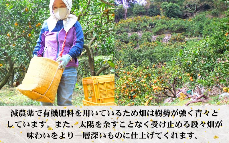 鹿蔵の 有田 みかん プレミアム 1kg+250g(傷み補償分) 光センサー 選果 / 温州みかん 有田みかん 甘い 高級 厳選 和歌山 柑橘 ※11月中旬より1月下旬に順次発送 ※北海道・沖縄・離島への配送不可 【ikd004-prem-1B】