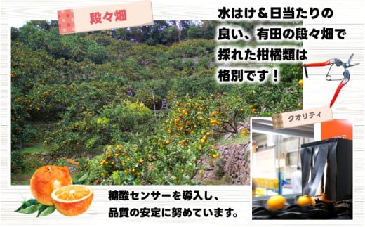 樹上 完熟 はっさく 1kg+250g 厳選 光センサー / 八朔 高級 木なり 甘い 和歌山 有田 柑橘 ※4月上旬〜5月上旬に順次発送 ※北海道・沖縄・離島への配送不可 【ikd022-p-1】