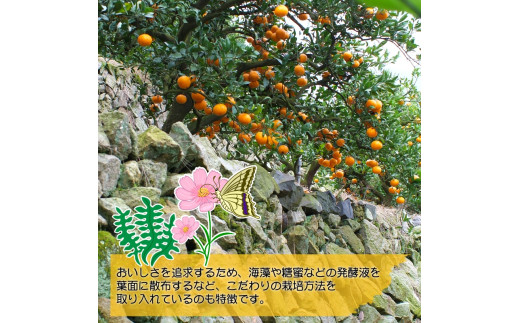 頑固オヤジの 有田 みかん 10kg / 温州みかん 有田みかん 甘い 和歌山 柑橘 ※11月中旬～1月上旬に順次発送 【krf004-r-10A】
