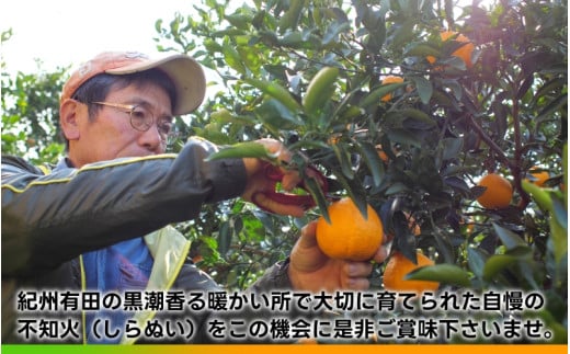 タカじいの 不知火 ( しらぬい ） 5kg / デコポン 甘い 和歌山 有田 柑橘 ※3月上旬～3月下旬に順次発送 【krs010-r-5】