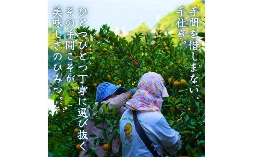  有田 みかん 小玉 5kg / 有田みかん 温州みかん 甘い 小玉 和歌山 柑橘 5kg ※※11月上旬～翌年1月に順次発送予定【krt004-s-5】