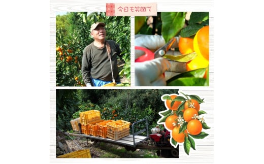 有田 みかん 3.5kg 栗和園 / 温州みかん 有田みかん 甘い 和歌山 柑橘 ※2026年11月上旬～12月下旬に順次発送 【krw004-r-3d5】