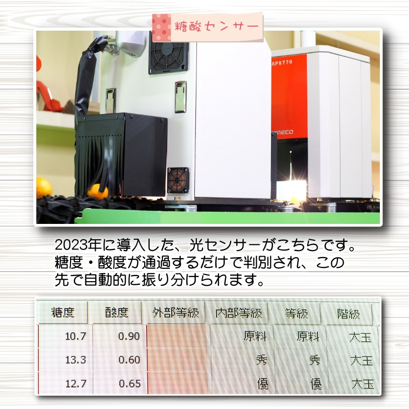 青切り みかん 10kg / 極早生 極早生みかん 温州みかん 甘い 家庭用 和歌山 柑橘 ※2026年9月下旬～10月順次発送 ※北海道・沖縄・離島への配送不可【nuk001-r-10B】