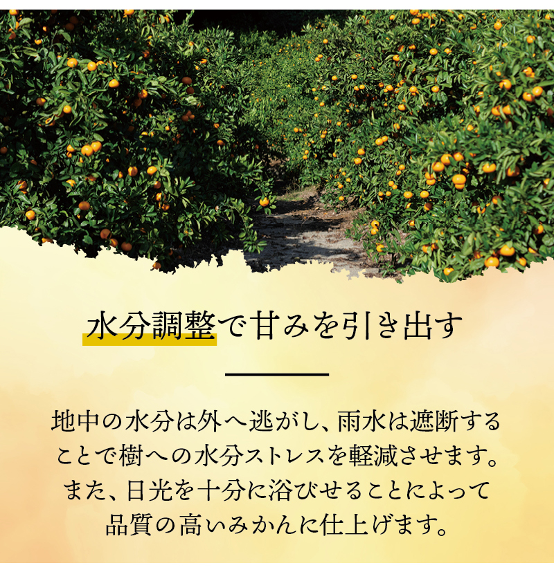 有田 みかん 訳あり 8kg 光センサー 選別 / 温州みかん 有田みかん 甘い 家庭用 和歌山 柑橘 ※2026年12月順次発送 ※北海道・沖縄・離島への配送不可 【nuk004-c-8-decH】