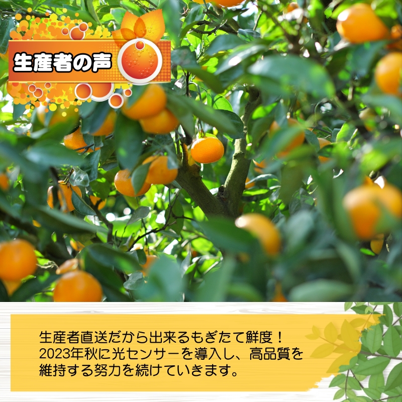 有田 みかん 大玉3L以上 7.5kg 光センサー / 温州みかん 有田みかん 甘い 和歌山 柑橘 ※2026年11月中旬～12月下旬に順次発送 ※北海道・沖縄・離島地域は発送不可 【nuk004-l-7d5B】