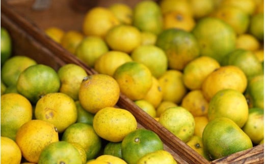 由良早生 みかん 5kg 秀品 / ゆら早生 温州みかん 極早生 甘い 和歌山 柑橘 ※2026年10月上旬～10月下旬頃順次発送予定  ※北海道・沖縄・離島への配送不可【sml003-yura-r5A】