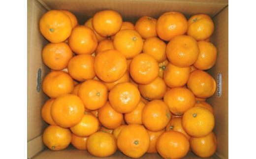 有田 みかん 10kg 秀品 / 温州みかん 有田みかん 甘い 和歌山 柑橘 ※11月下旬～1月中旬に順次発送 【sml004-r-10A】