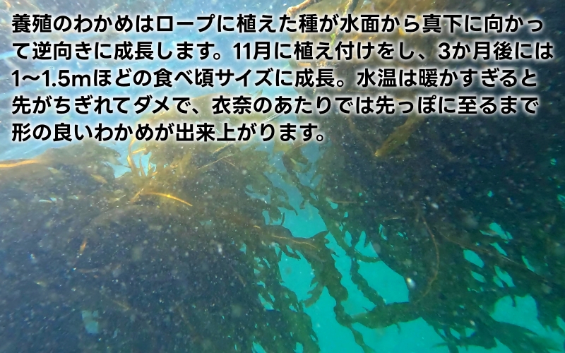 ▼紀州衣奈産乾燥わかめ 150g × 5パック(2026年産) /わかめ 海草 和歌山 国産 味噌汁 具材【sml213-wak-5】