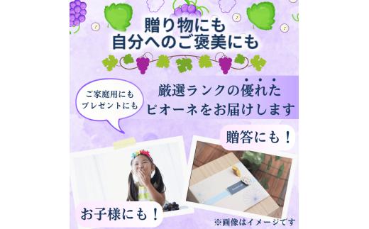 ピオーネ たねなし 3kg 厳選 / ぶどう 種無し 甘い 高級 和歌山 種無しピオーネ ※2026年8月中旬～9月中旬に順次発送 ※北海道・沖縄・離島への配送不可 【tec511-p-3B】