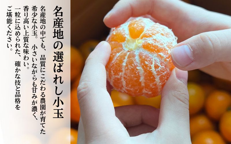 【ANA限定】特A級 ちっ濃いみかん 3kg (有田みかん)　【tkn005-s-5-ana】