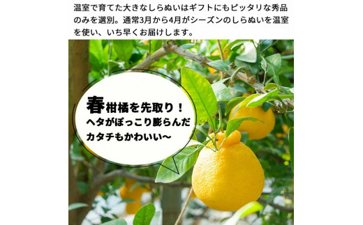 【12月発送】 温室 不知火 （ しらぬい ） 3kg（7〜8玉）化粧箱入 / デコポン ハウス栽培 甘い 和歌山 柑橘 お歳暮 ※11月下旬〜12月下旬に順次発送 【ymk006-p-3】