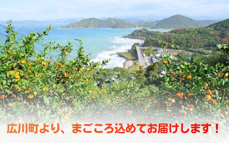 ▼海藻施用 有田みかん 手選果 10kg ※11月中旬～翌年1月中旬頃に順次発送予定 /mikan みかん 和歌山みかん ありだみかん 果物 くだもの フルーツ 柑橘 みかん 蜜柑 産地直送 数量限定 国産 【aii004-r-10A】